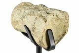 Fossil Mosasaur Vertebra w/ Metal Stand - Texas #377881-4